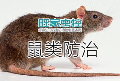 郴州老鼠防治服務