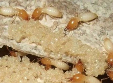 怎么有效的滅白蟻？